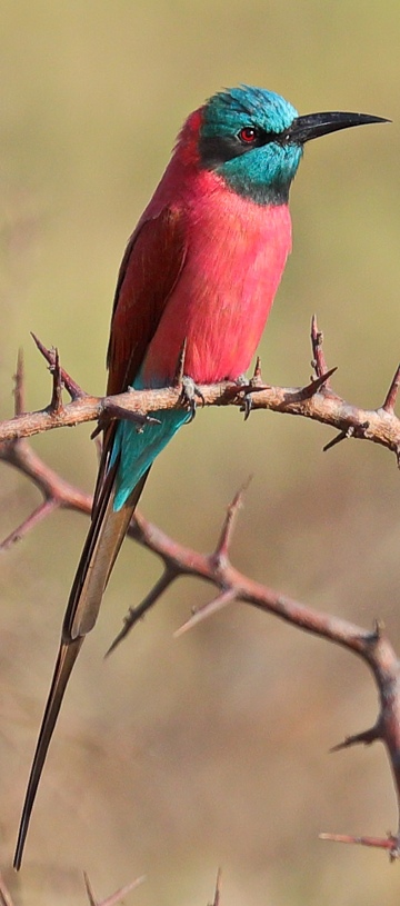 18 Days kenya birding safari expedition