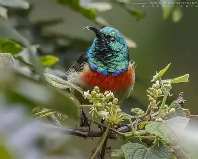 9 Day kenya sunbird Birding special