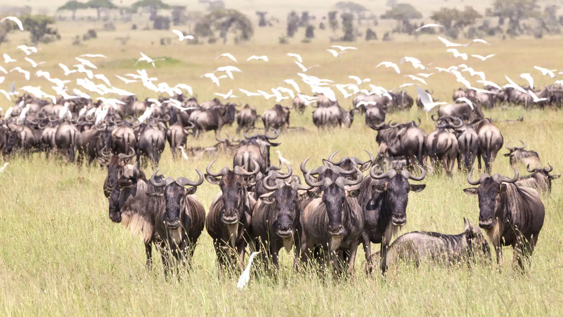 4 DAYS WILD BEAST MIGRATION