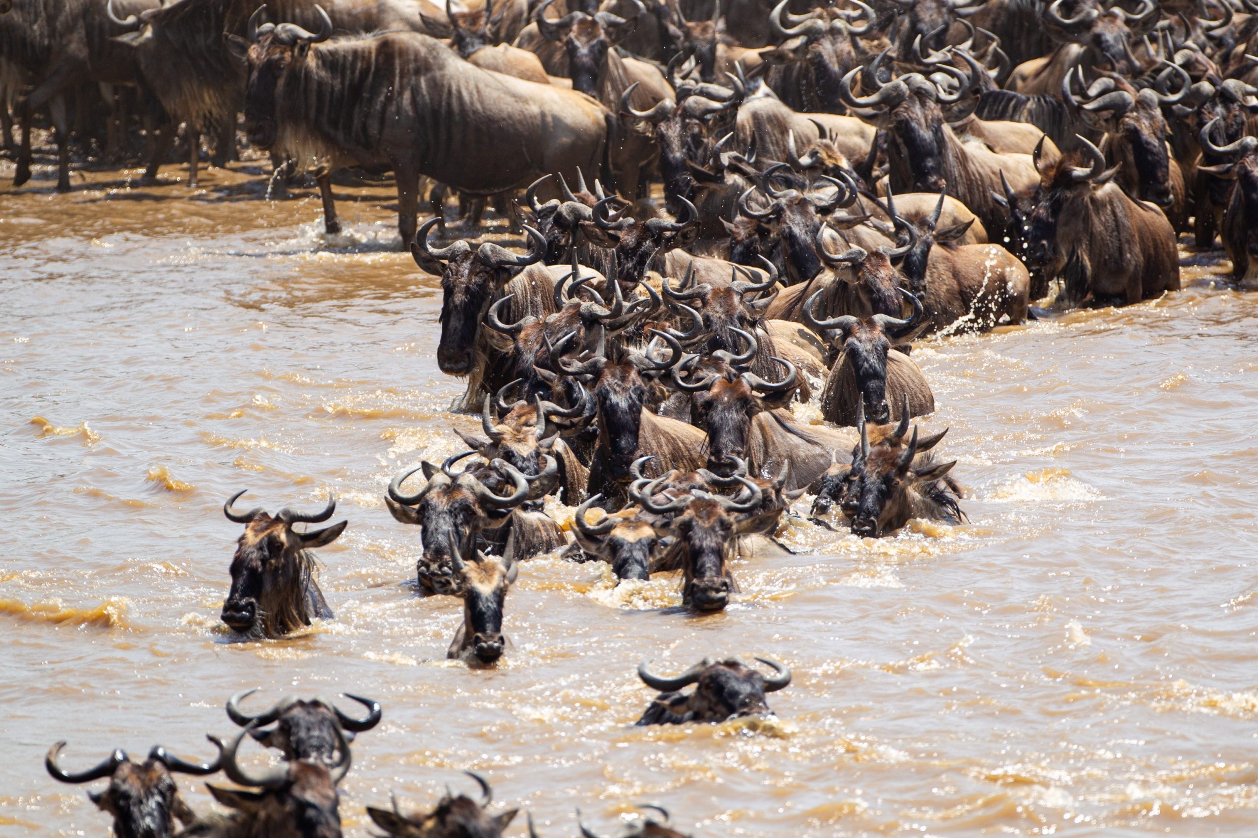 3 DAYS JOINING MAASAI MARA WILD BEAST MIGRATION