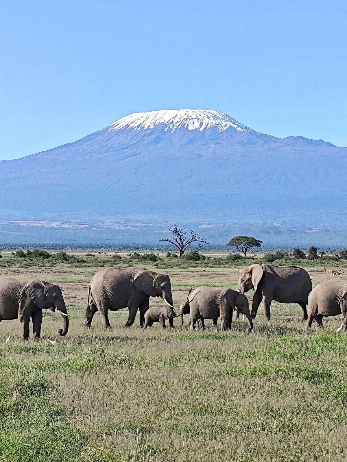 A breathtaking scene of a majestic elephant herd moving gracefully across the plains, with the gentle breeze of Mount Kilimanjaro adding a serene touch to this rare wildlife moment.