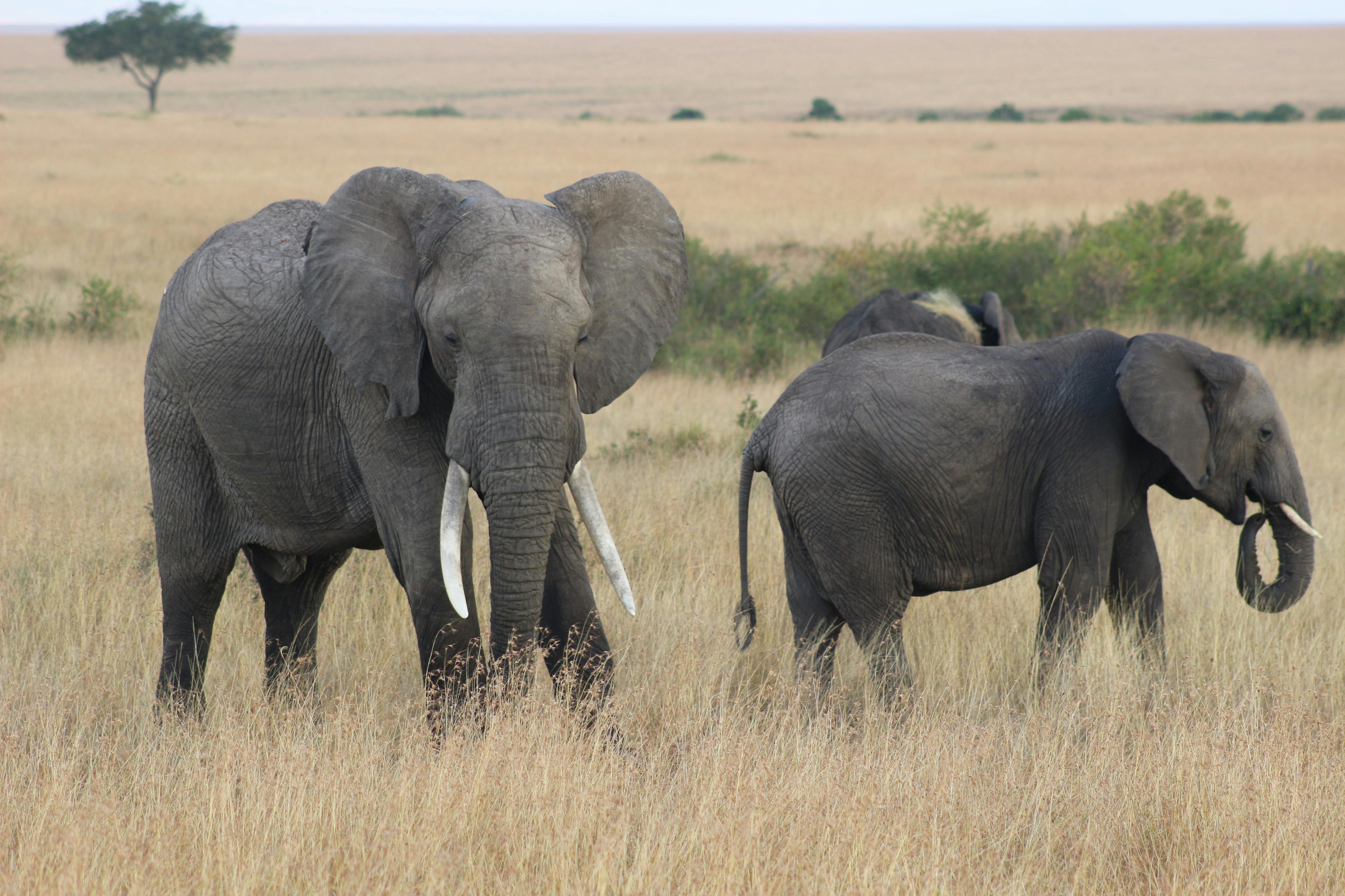 Elephant photos from Amboseli National Park capture majestic herds roaming the plains beneath Mount Kilimanjaro. With their large tusks and graceful presence, these images showcase the beauty of wildlife in one of Africa’s most iconic landscapes.